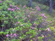 26 Rododendri